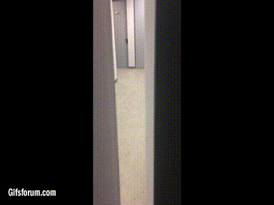 A Wolf In A Sochi Hotel Room?